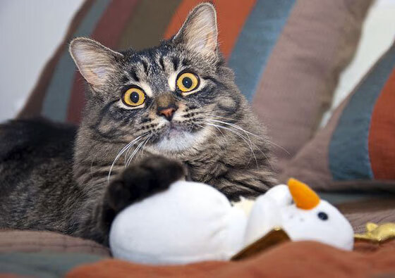 亚洲风暴席卷都灵，三笘薰爆发，尤文决胜局带走瑞典