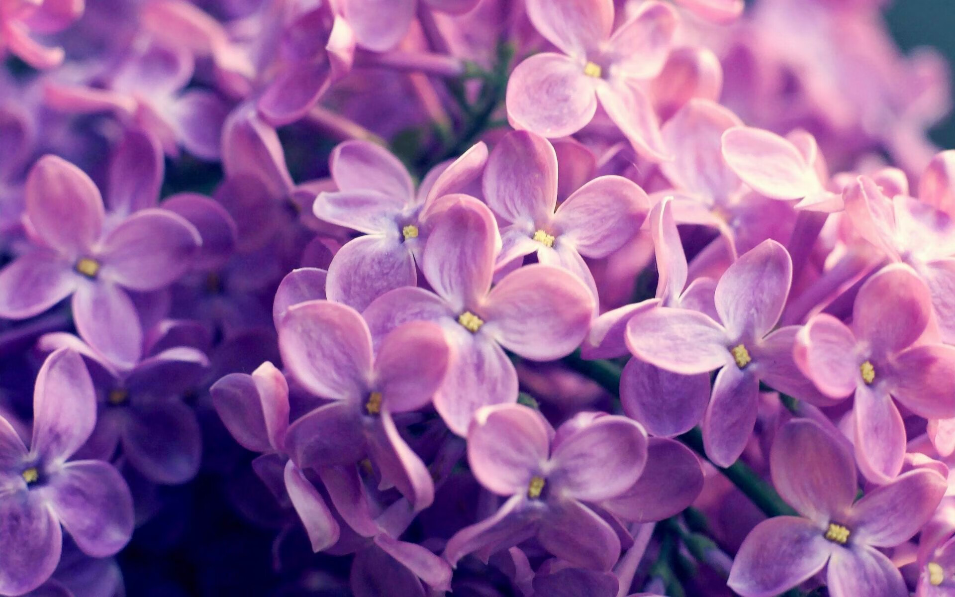 胜负棋盘上的真核,德布劳内满分的背后,波兰如何用纪律绞杀突尼斯?