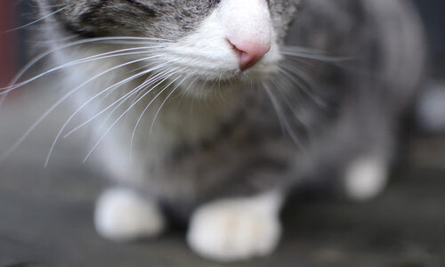 风暴眼莱奥,当蓝色巨舰在智利峡谷中搁浅